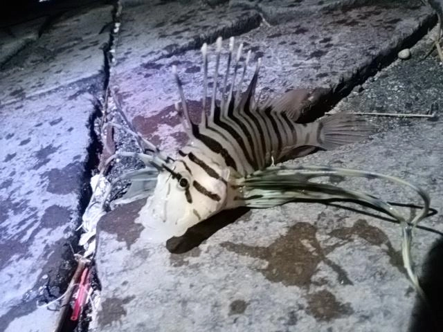 ミノ