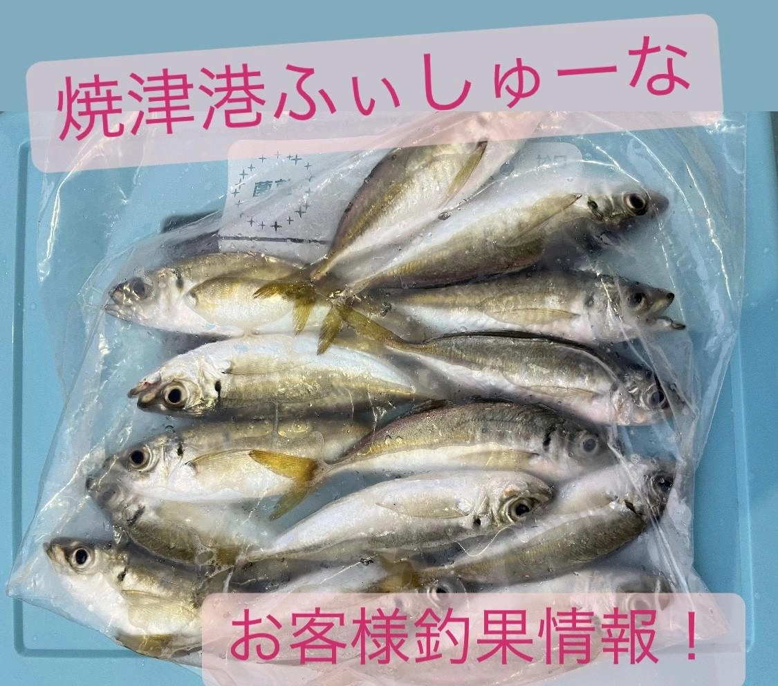 焼津港ふぃしゅーなサビキ好調!!お客様釣果情報!! | 釣具のイシグロ