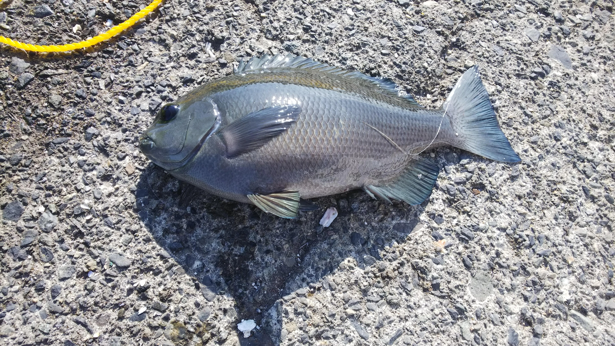 25～30cmまでのメジナは沢山釣れました。