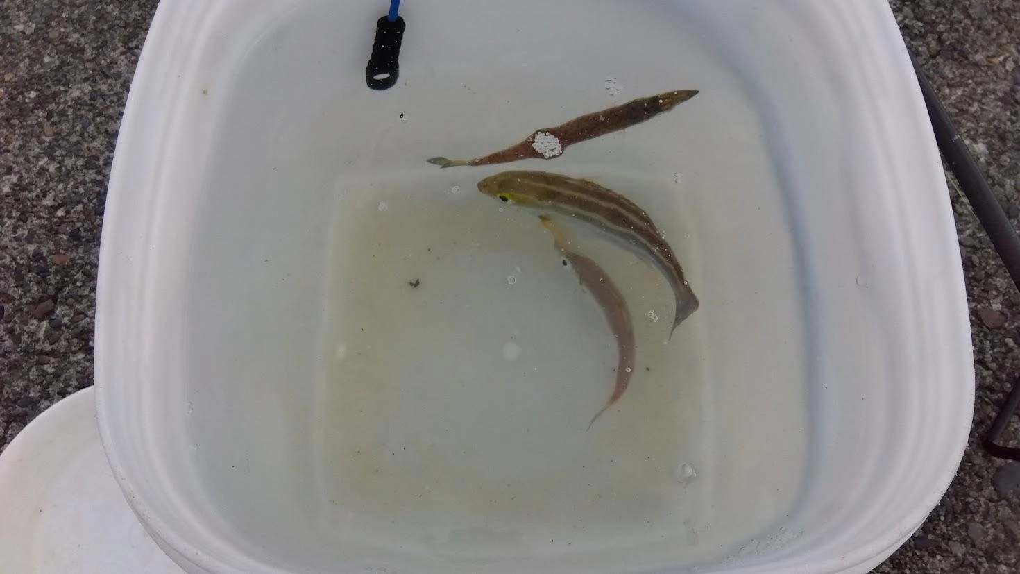 イシグロさんの５枚セットサビキ（１枚当たり60円弱）漁ハゲ皮5号で泳がせ用の小魚ゲット。最近カマスが大きくなり始めてサビキの消耗が激しいので、この値段のサビキは助かってます。