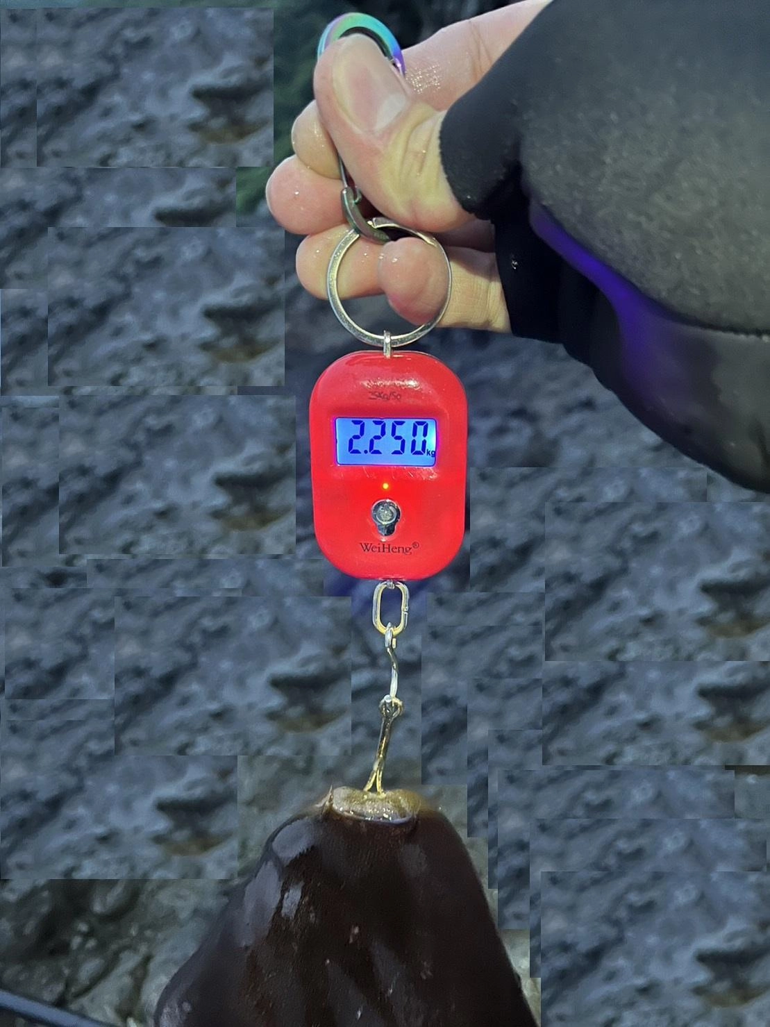 アオリイカ　2.2㌔