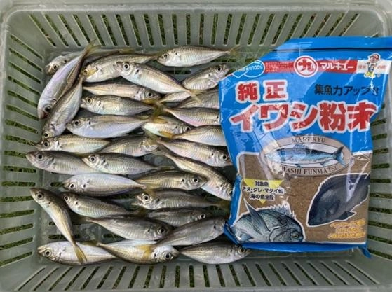 豆アジが少し大きくなってきました。