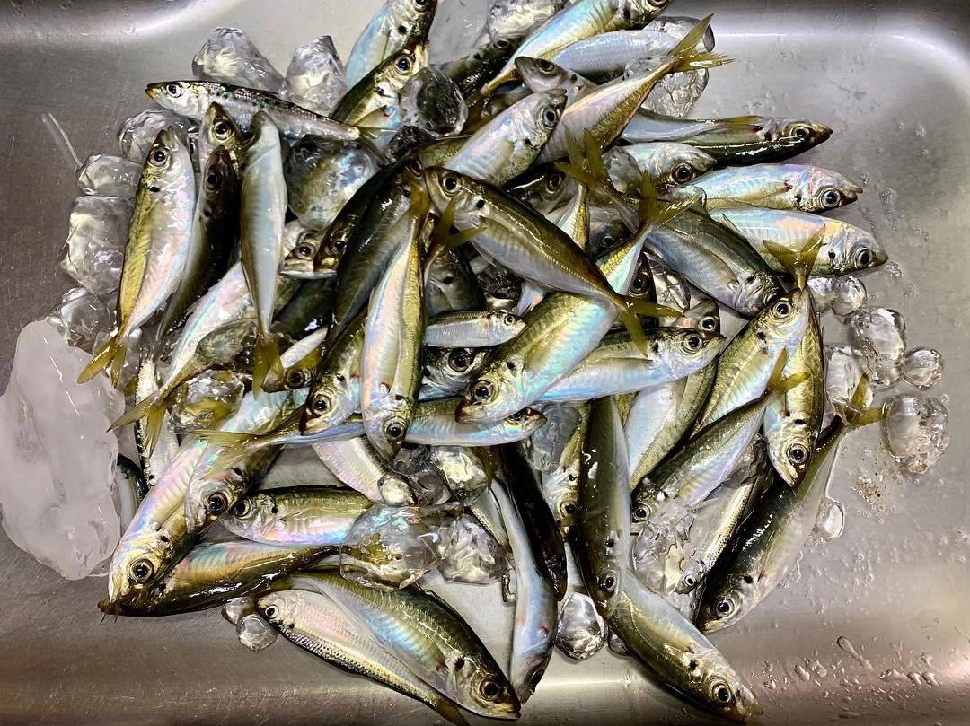 美味しそうなアジが釣れています!!