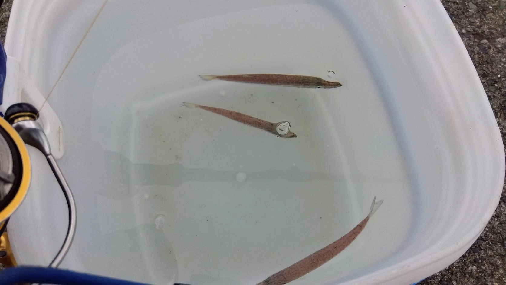 海濁りがなくなり、鯵はもちろん鰯も釣れなくなりました。
釣れるのはクロムツとカマスばかりでサビキの消耗が激しいです。
胴付き泳がせも２回ゆっくり目のドラグが出ましたが針掛かりしませんでした。