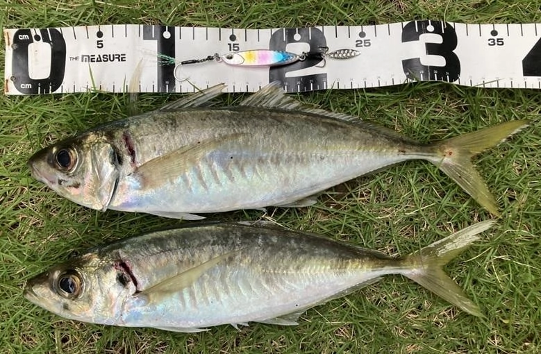 サーフで釣れるアジはデカいです！