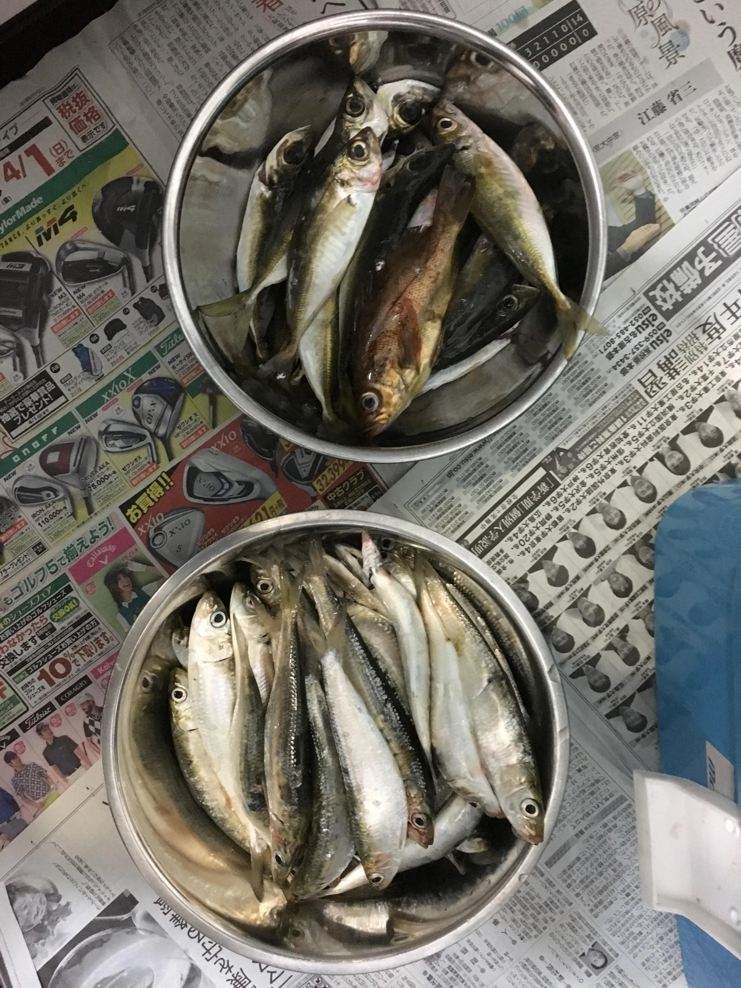 釣れてすぐしめると
違いますね。
メバルも釣れました。