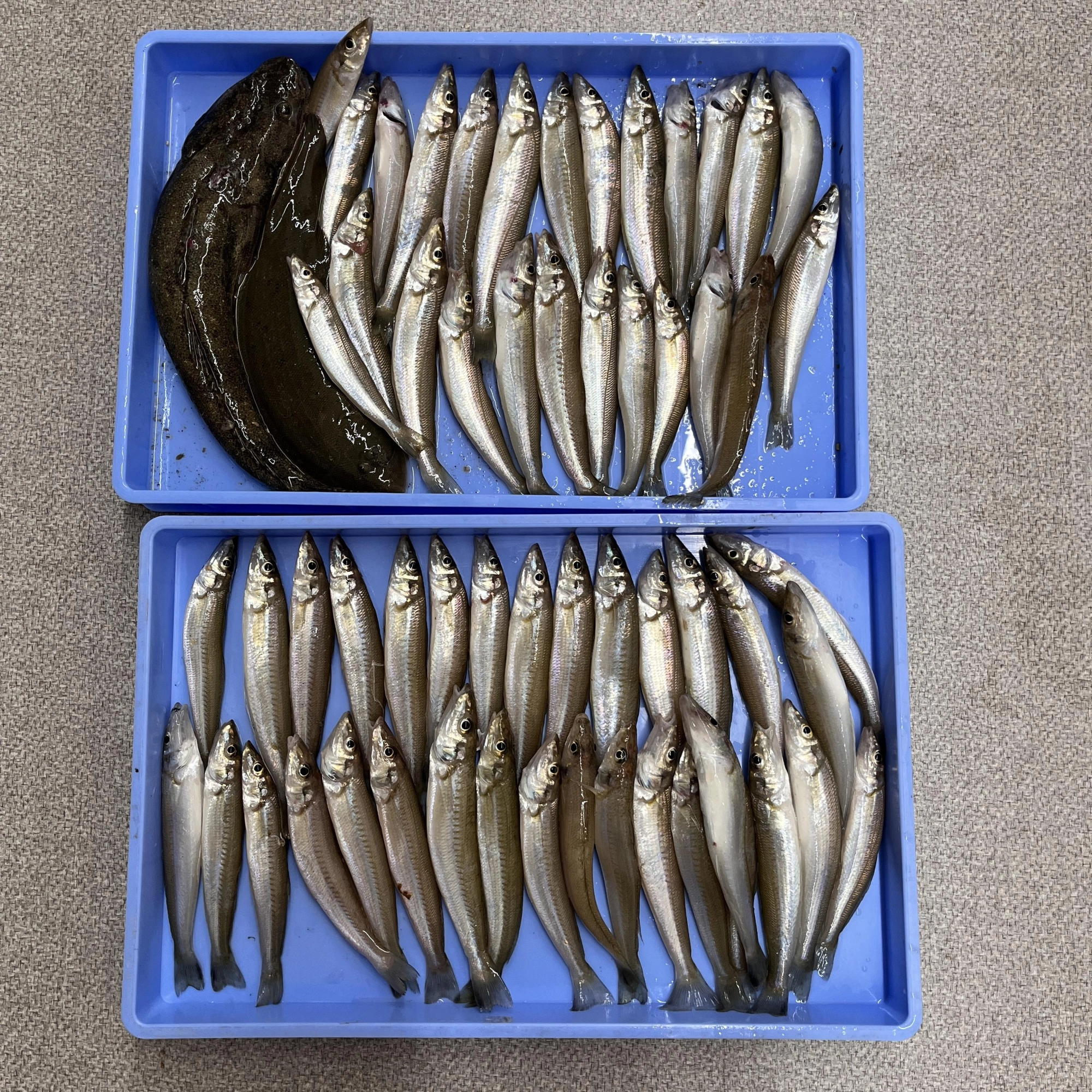 良型シロギス良く釣れ始めました！！エサはゴールドイソメ