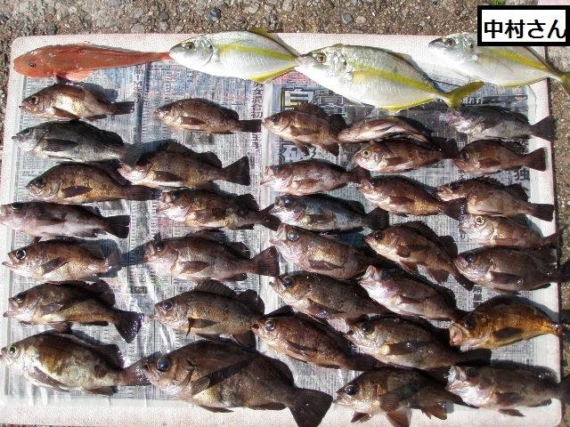 特大のメバルも釣れました。