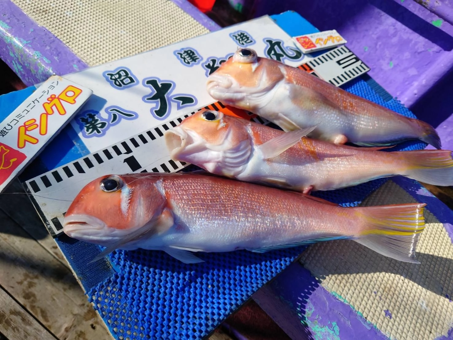 今が旬の良型アマダイ！ぜひ釣行してみて下さい！