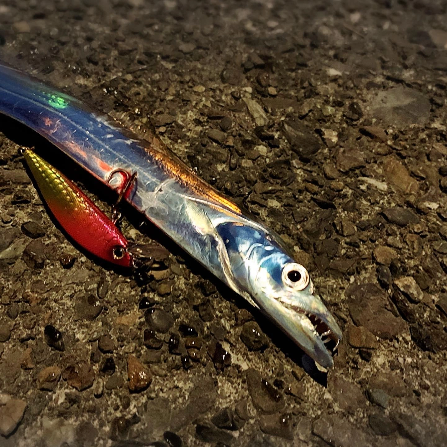 シマノ　ライズショットフラット65Sにて。