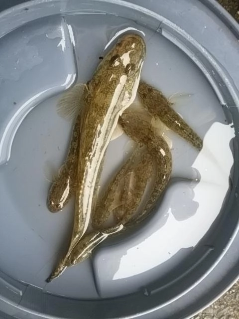 ハゼ愛