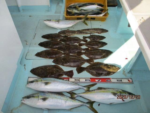 反対側だけの釣果のワラサ、ヒラメ、マゴチ、ハマチッ＼(//∇//)＼