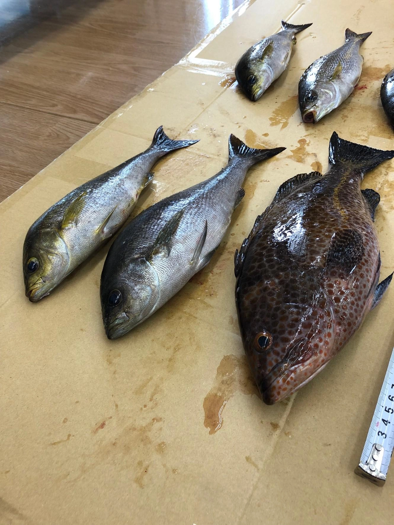 イサキも良型が多く、脂のノリが凄いです！塩焼きも最高ですが、サイズが大きいものはお刺身もかなり美味しいです！