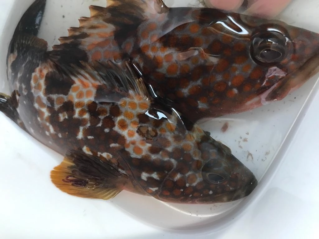 今年もキジハタのシーズンがやってきました！
