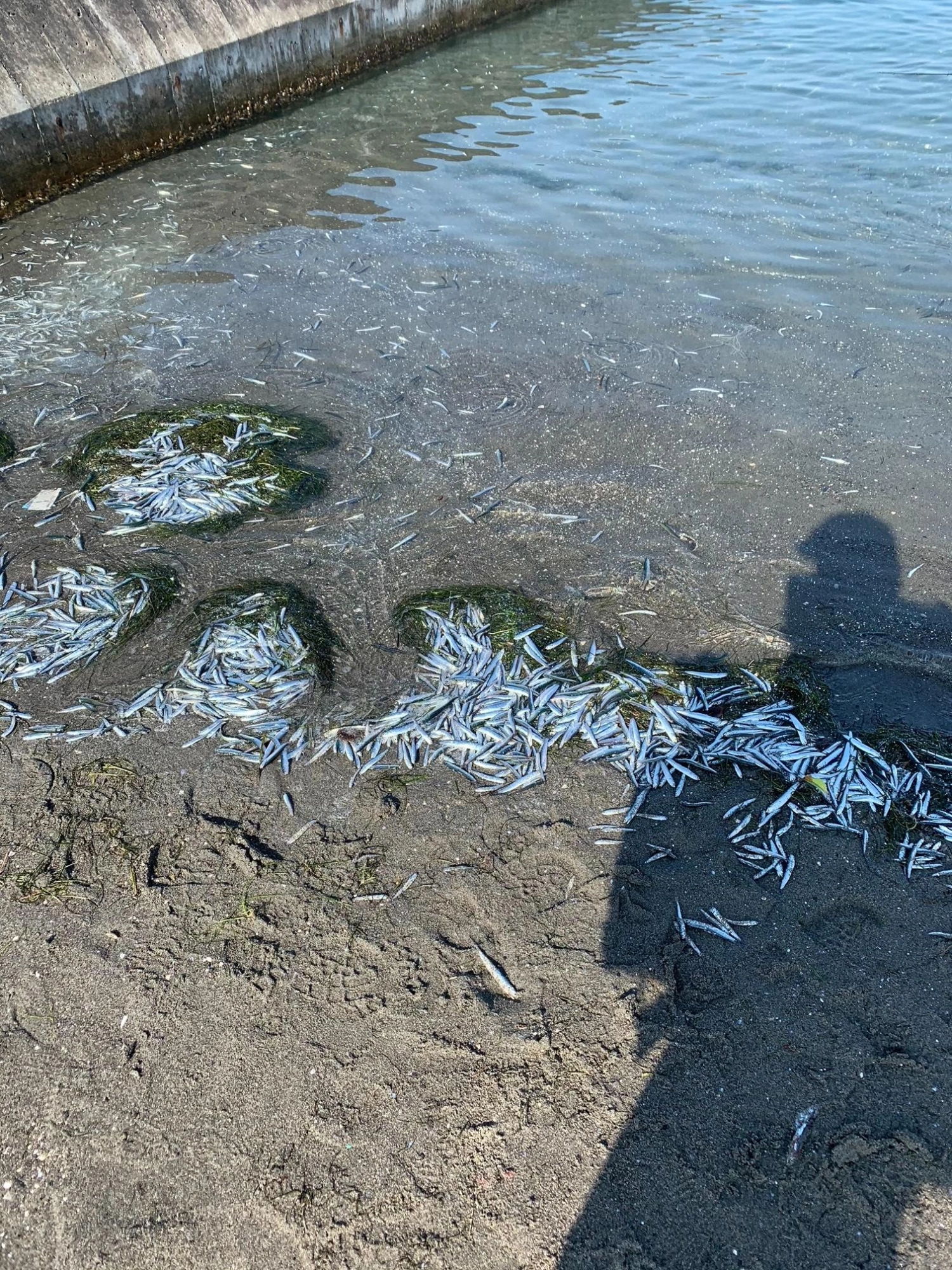 釣り場の近くではごらんの通り、ベイトのイワシが大量に打ちあがっていました！