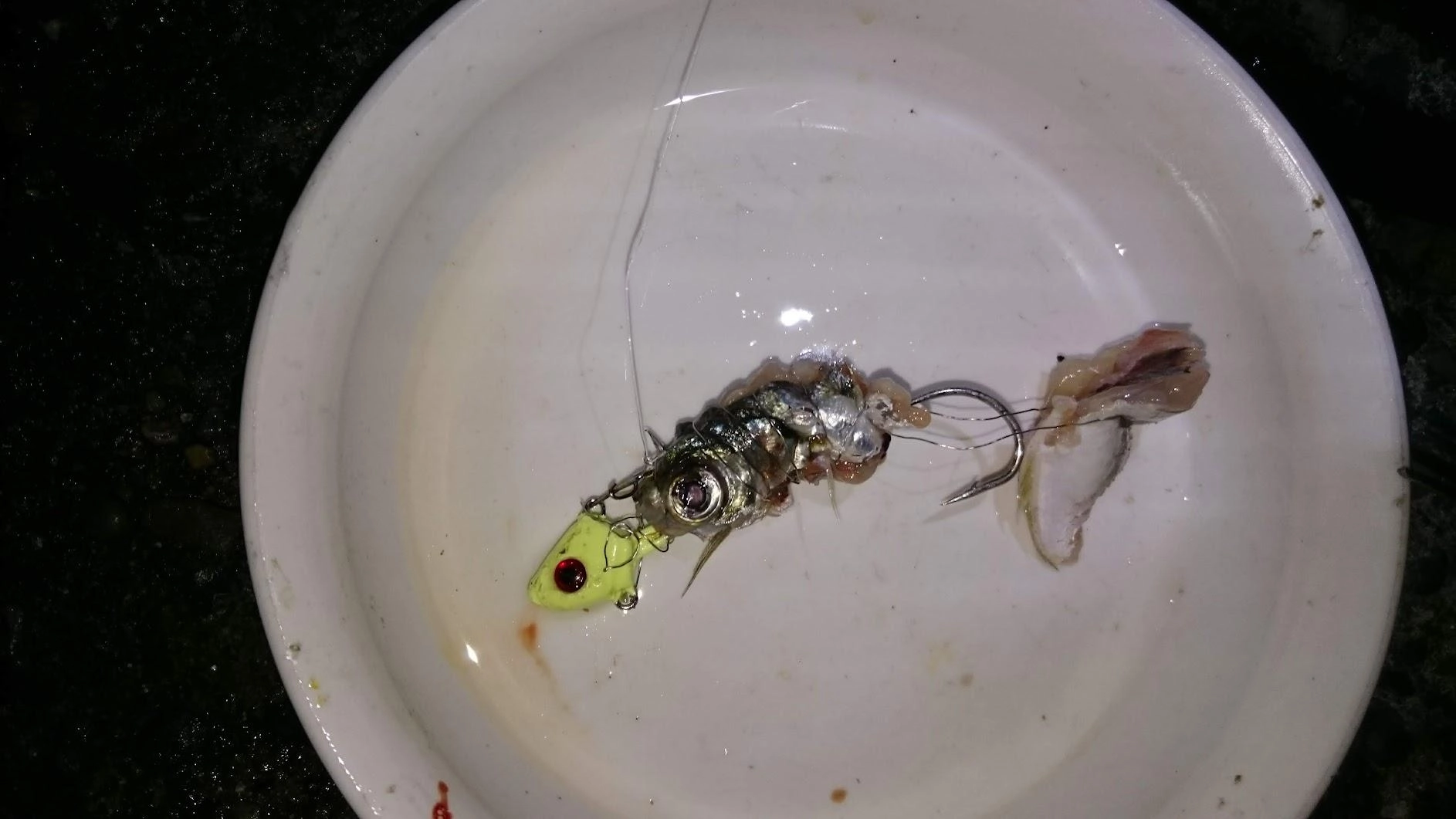 鰯の代わりに鯵を小さくしてテンヤすると近場の深場で何度もバイトするも、針がかりせず。餌巻きの針金が伸ばされて帰ってきます。テンヤではやっぱり鰯に比べて喰いつきが悪いです。