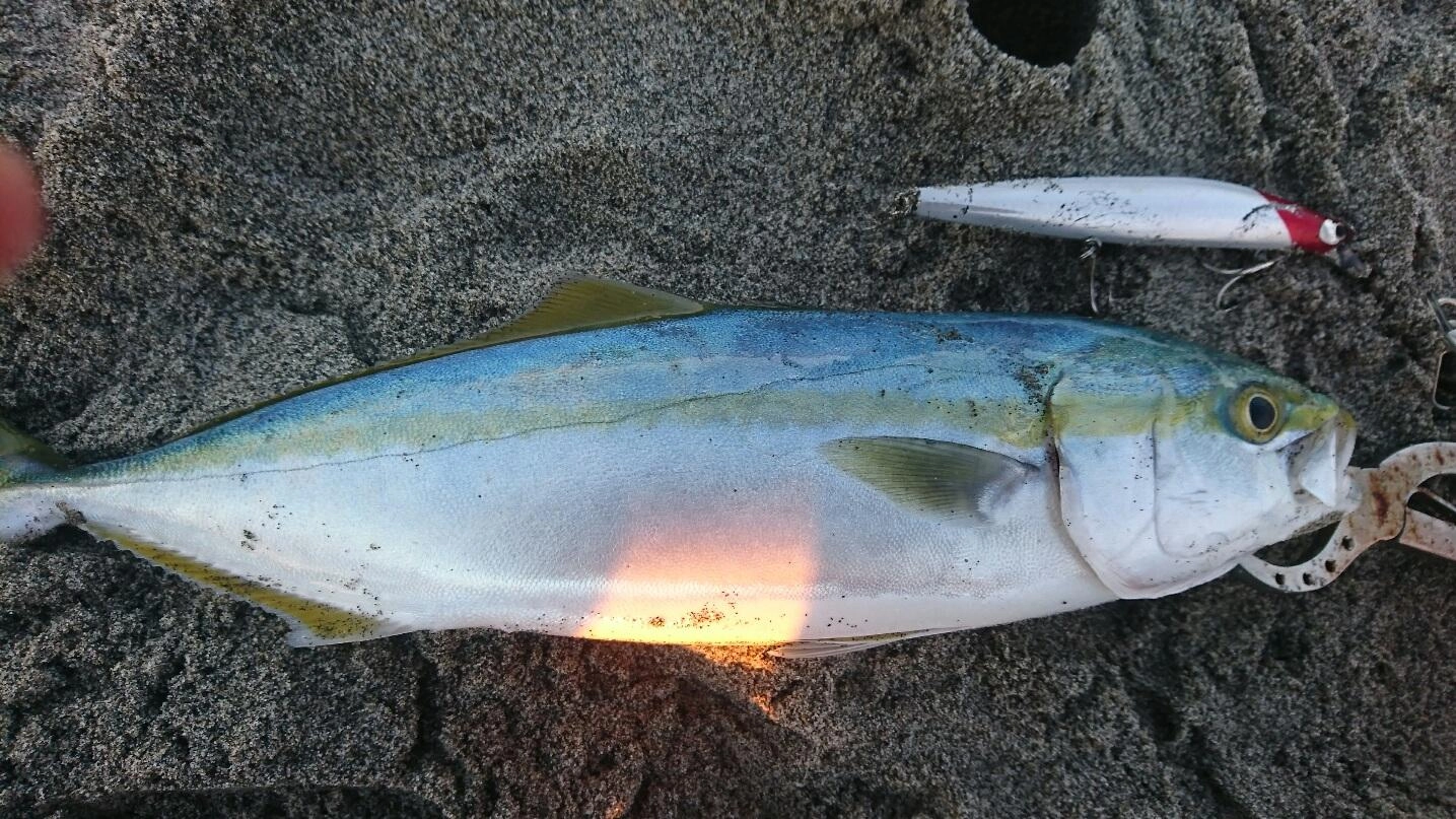 やはり【サイレントアサシン】は釣れる♪波打ち際でのヒット♪