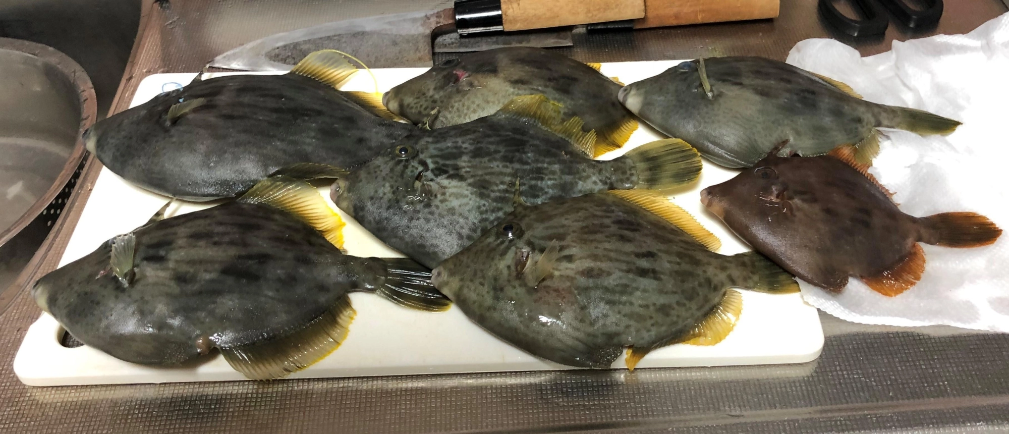 江戸前カワハギです。