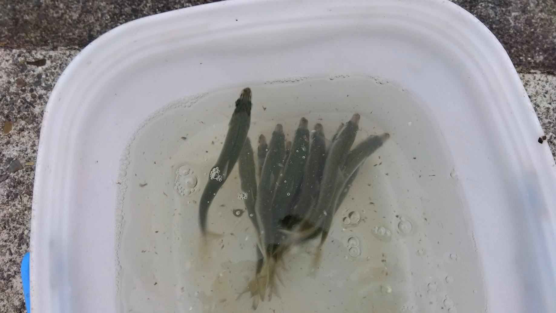 カタボシイワシの群れを発見後、落ちパクでものの５分で餌分確保できました
いればいくらでも釣れます