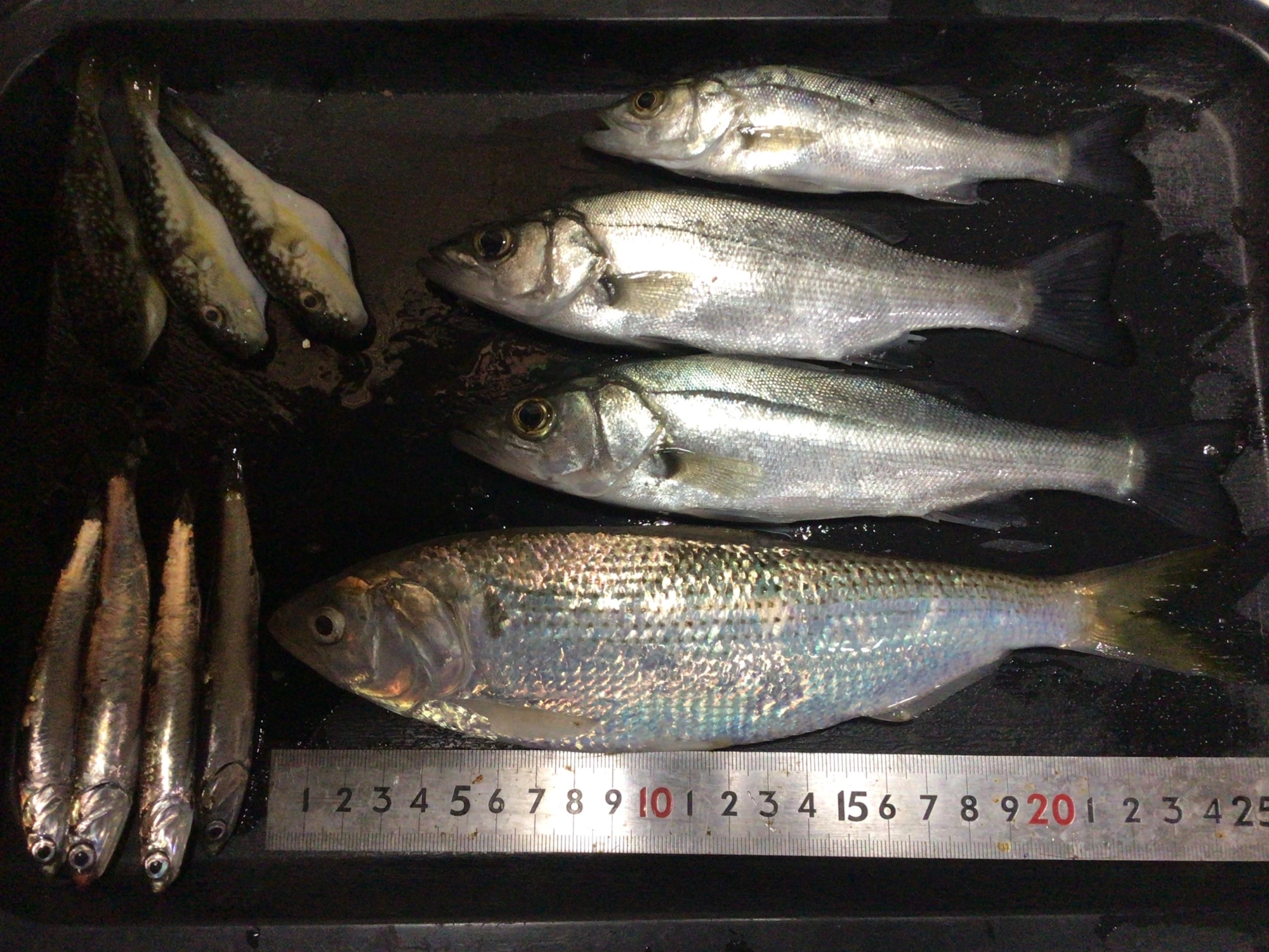 短時間でも好釣果♪、、、恵みに感謝❗️