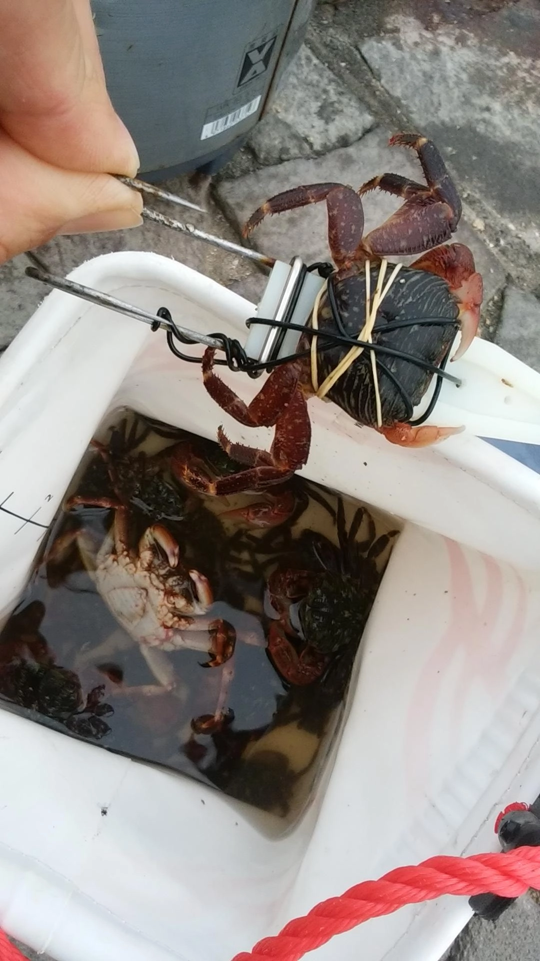カニ釣り大会デス！