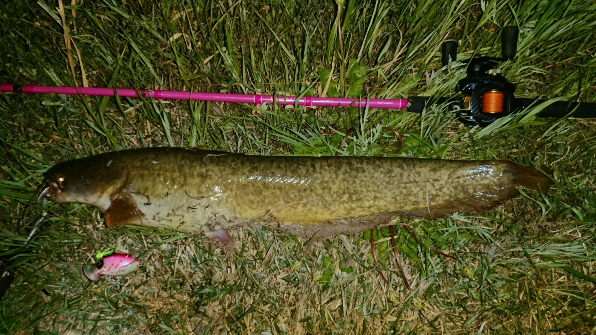 ルアーはザクトクラフト
ザグナ
デカイのが釣れました。