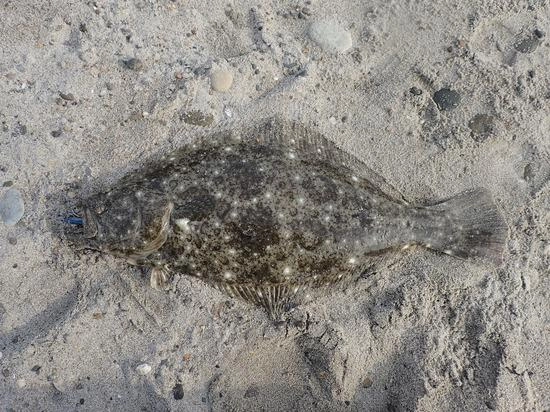 綺麗な魚体です！
