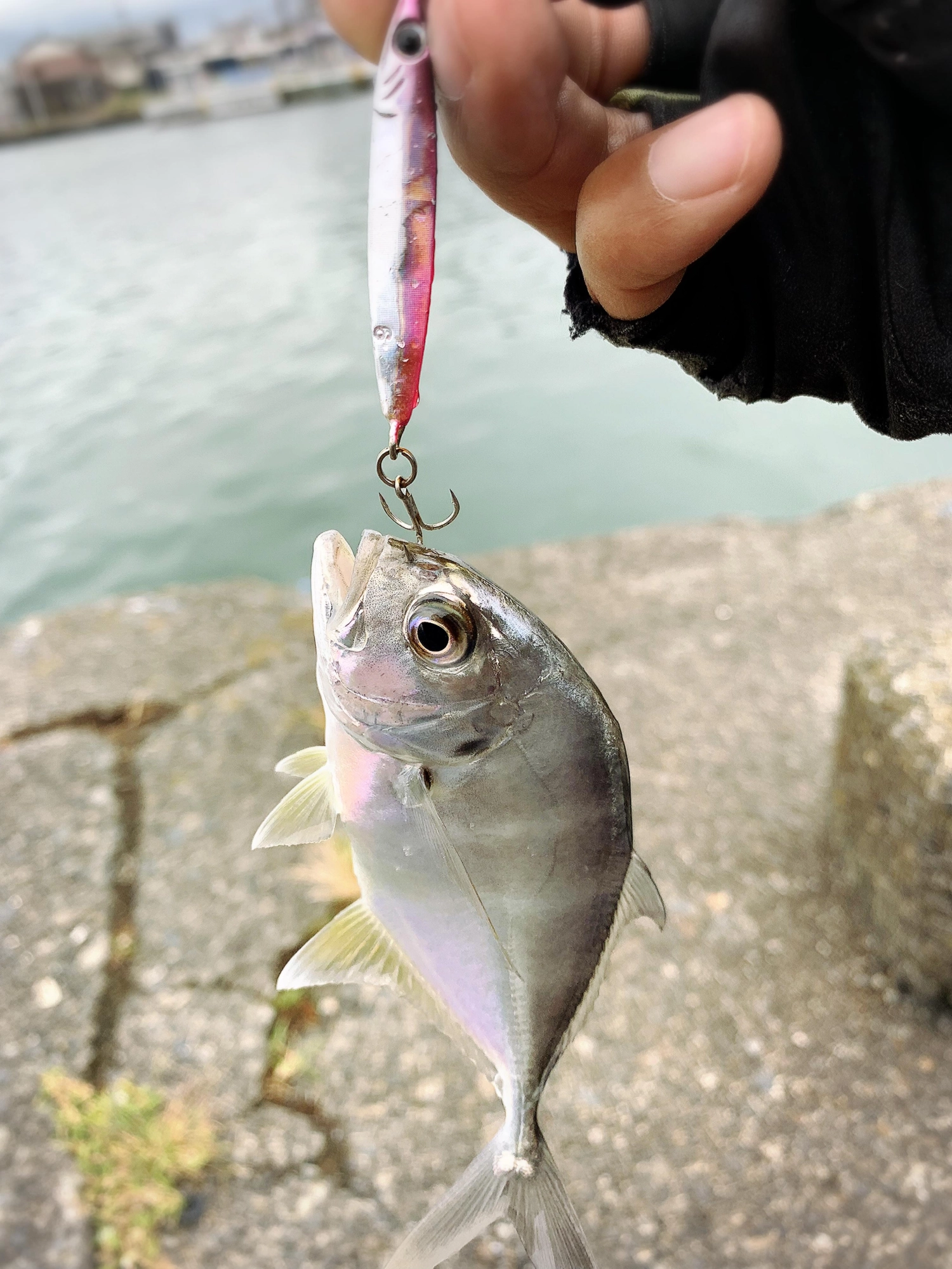 ジグなら安定して釣れます。