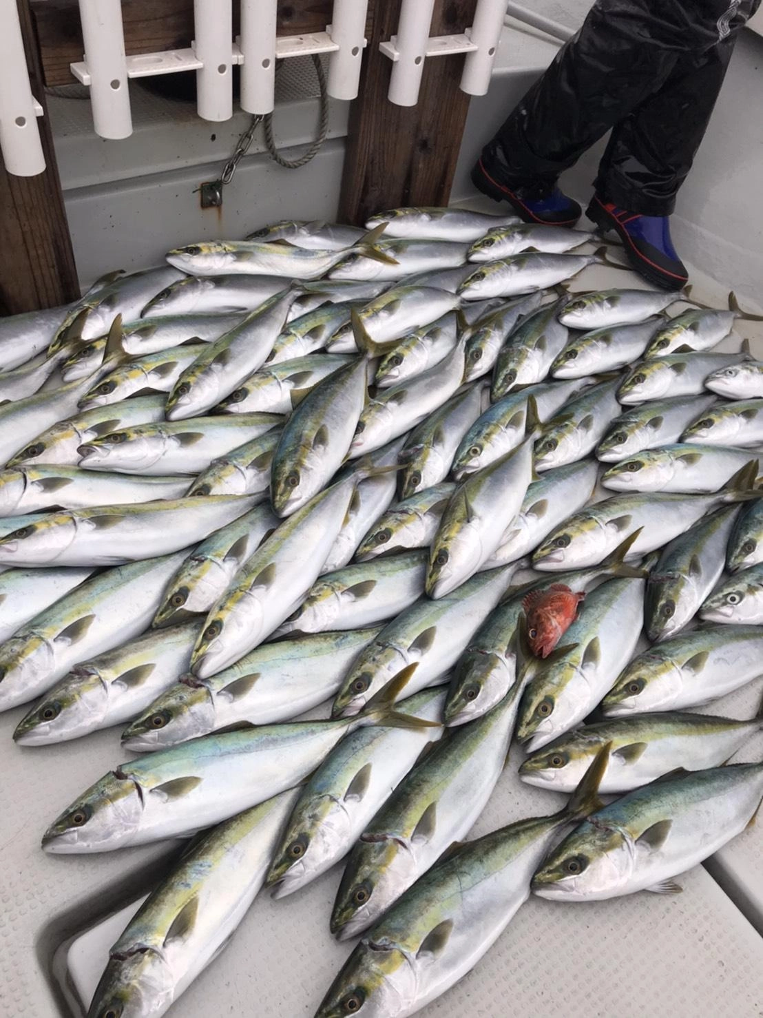 「ハマチ」爆釣♪　ジグは100ｇ～150ｇ！