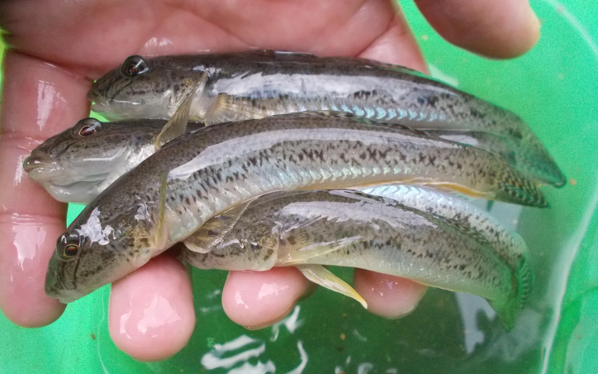 釣れたハゼは平均この位、まだまだ小さいハゼも多いのでしばらくは楽しめそうです。