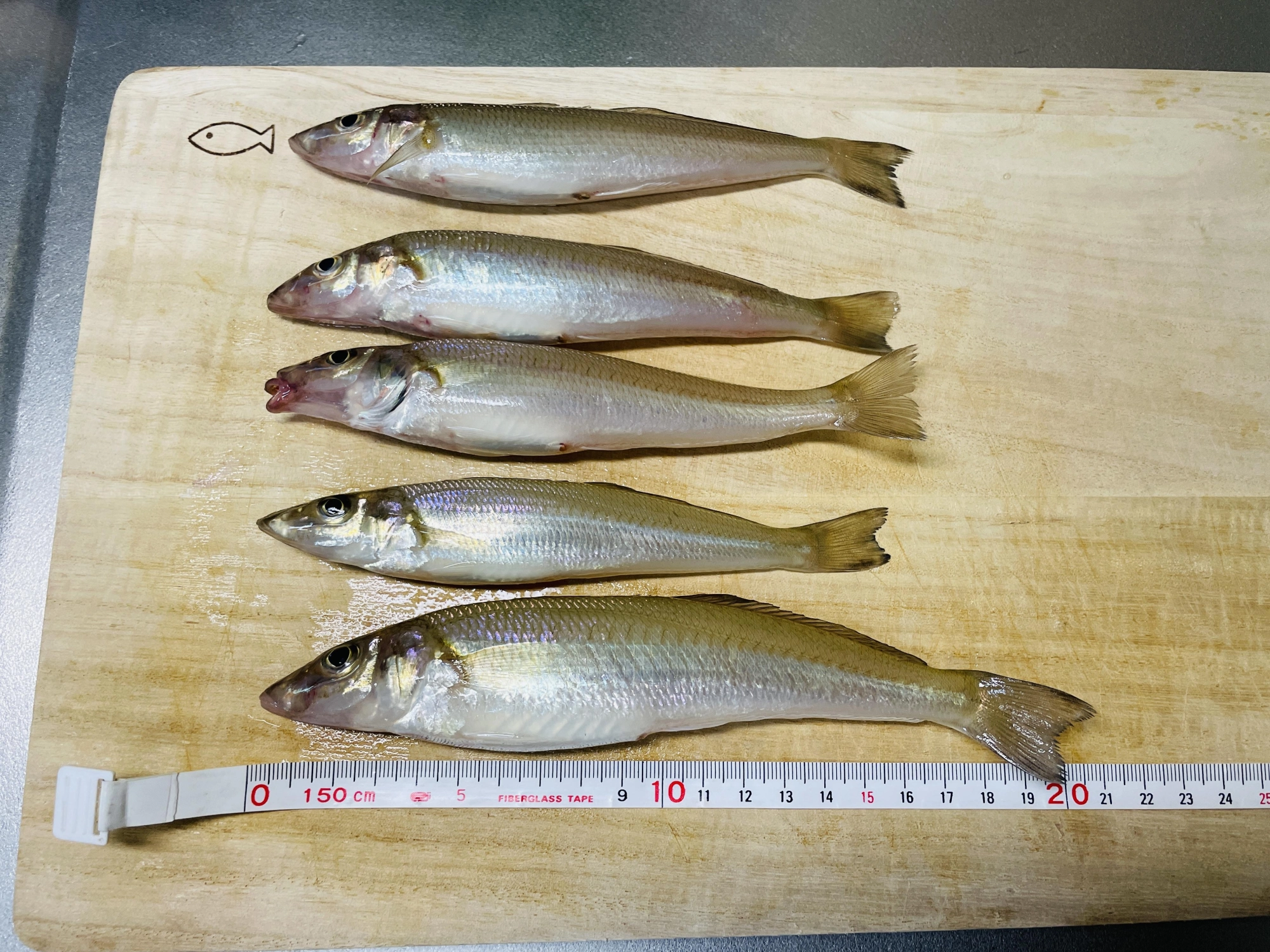 20cmクラスの良型が釣れました♪
アタリはそこまで多くないですが、
その分大きいシロギスが釣れる
可能性は高いですよ♪