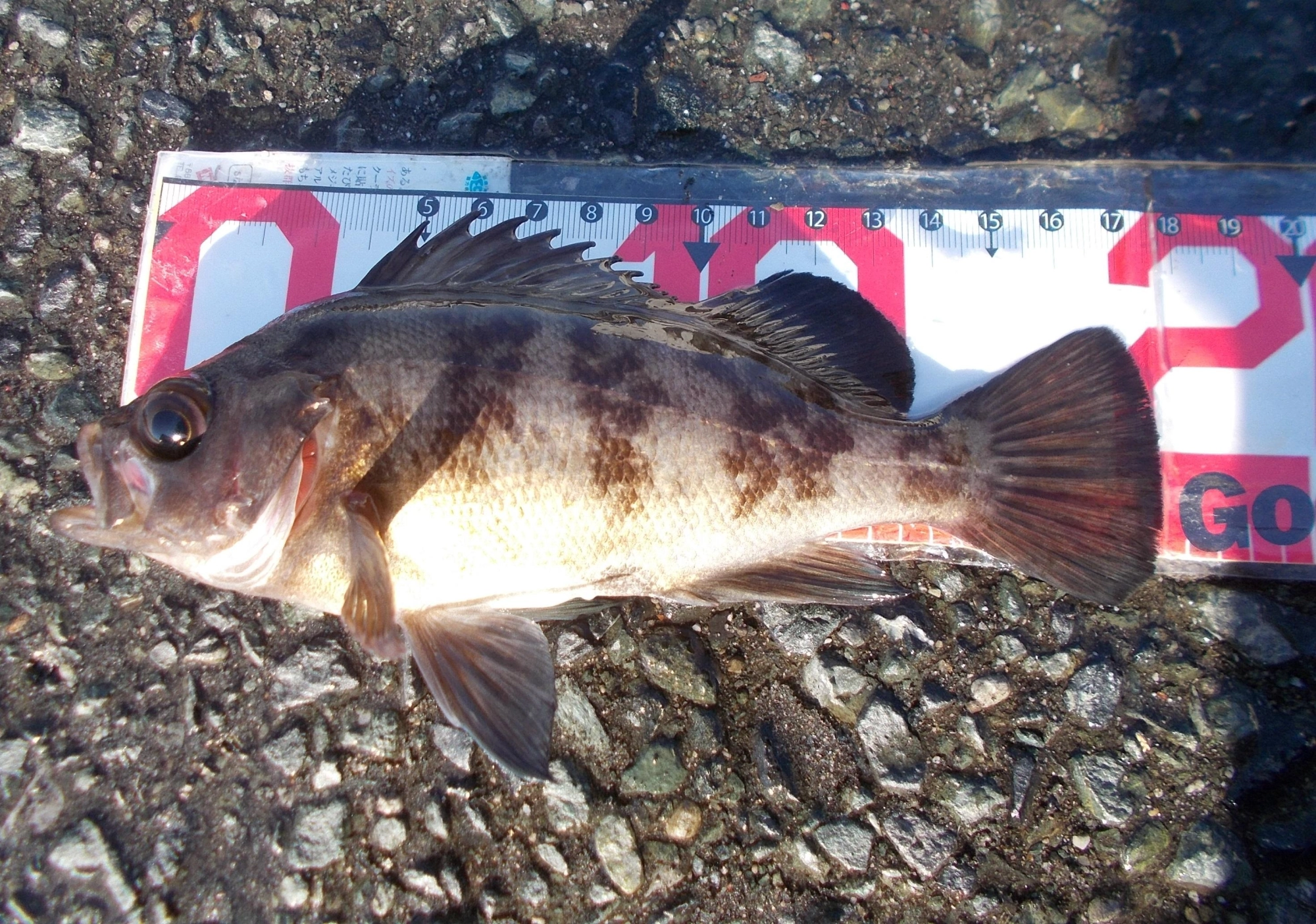 ようやく初釣りへ行けました。風無しで潮が澄んでいたので魚の活性は低く苦戦、何とか1匹釣ることができました。
