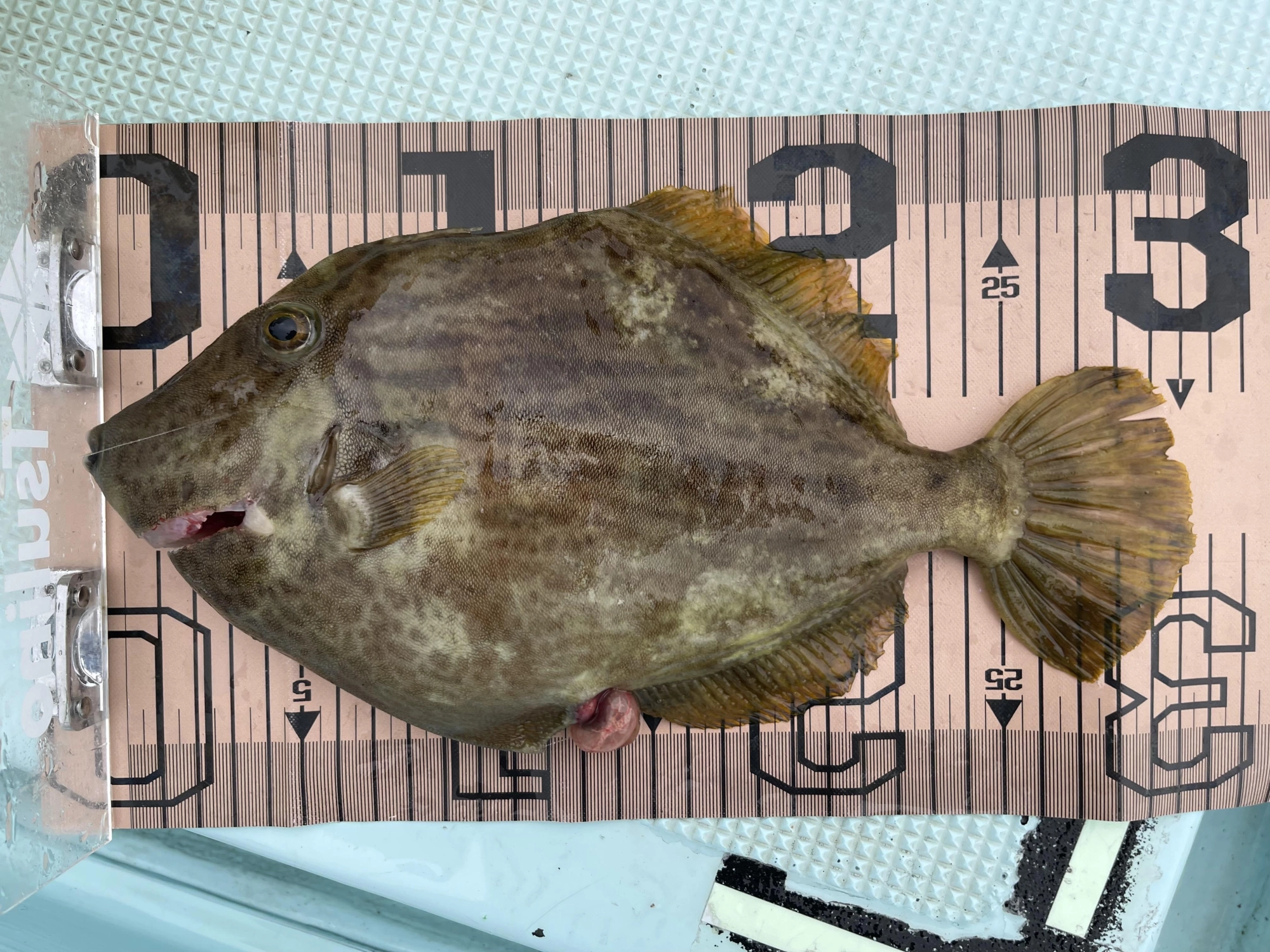 師崎前のカワハギは肝もクリーミーで肉厚で食べ応え有りッ‼︎