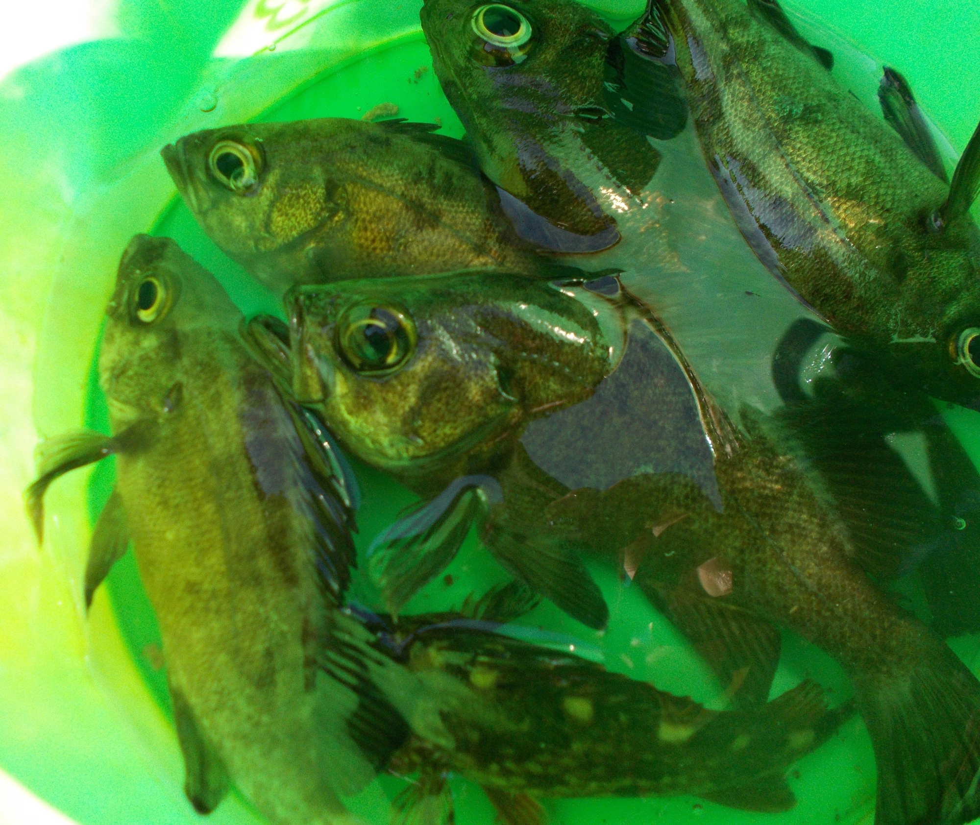 釣れたメバルは一時バケツにキープし後でリリースを、群れで行動してるのですぐに逃がすと他のメバルが警戒して釣れなくなってしまいます。