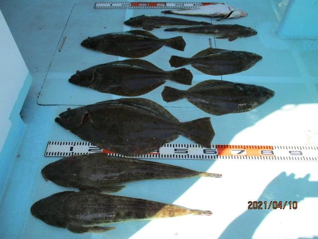ポカポカ陽気に誘われてベイトが出現ッ‼︎