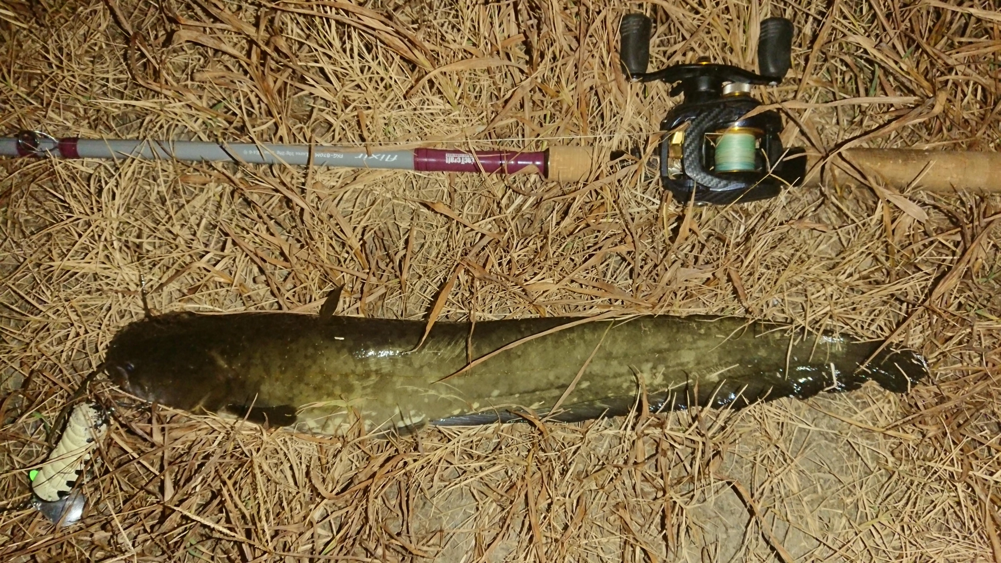 1投目でヒット
ルアーはスミス
キャタピーソフト
