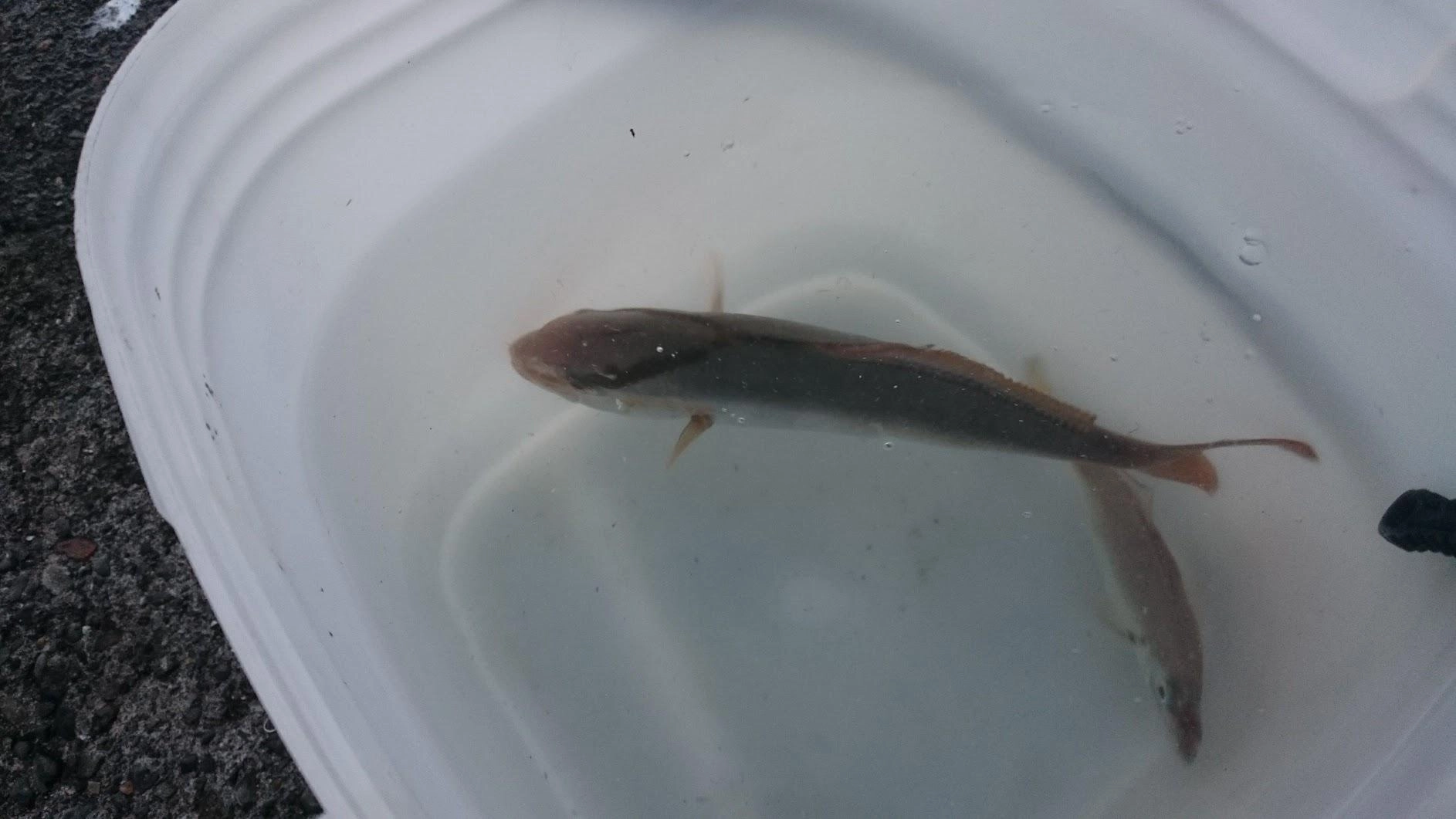 投げサビキで鯵は釣れるも、鰯が釣れず。何回か鰯が掛かるも巻き上げでショゴやソウダガツオがひったくります。ショゴとマルソウダガツオがつれましたが、マルソウダは食べないので即リリースしました。