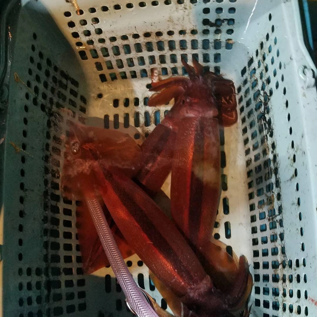 スルメイカ✌