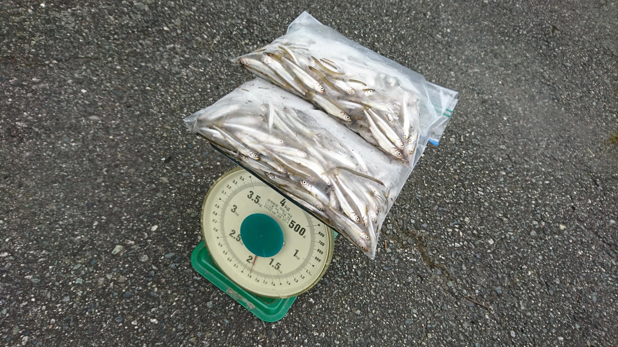 午前中だけの釣行でしたが、1ｋｇ近い釣果ありました！