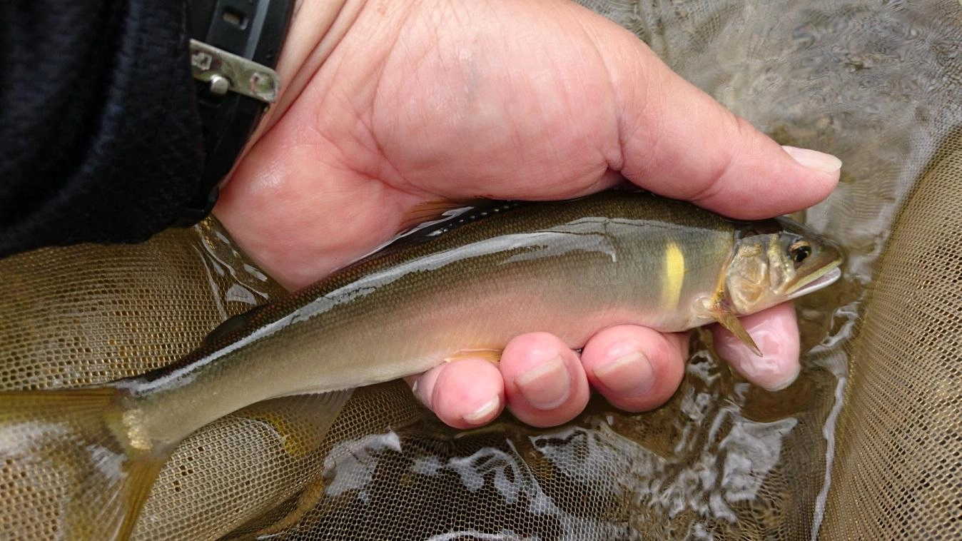 ぽってりした20ｃｍが釣れ始めています。漁協確認の最大サイズは22センチ！！