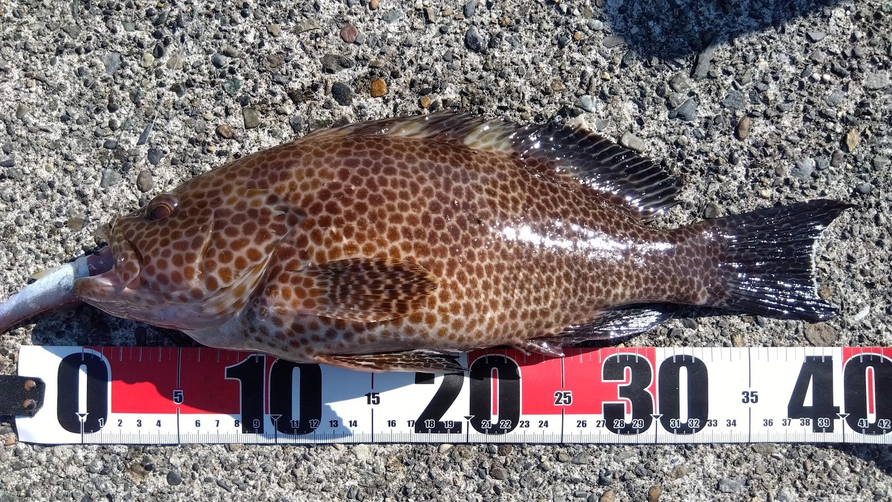 ショゴ狙いですが気配無く、棚を少し深めで泳がせていたら掛かりました。