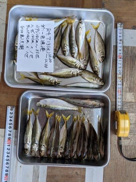 サビキ仕掛けにハゼがきたのは釣り人生で初めてだ。