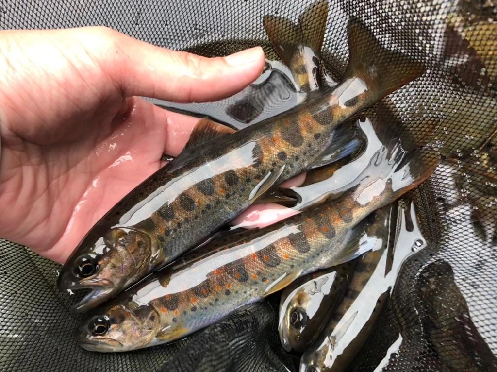 天然のキレイなアマゴが釣れました。