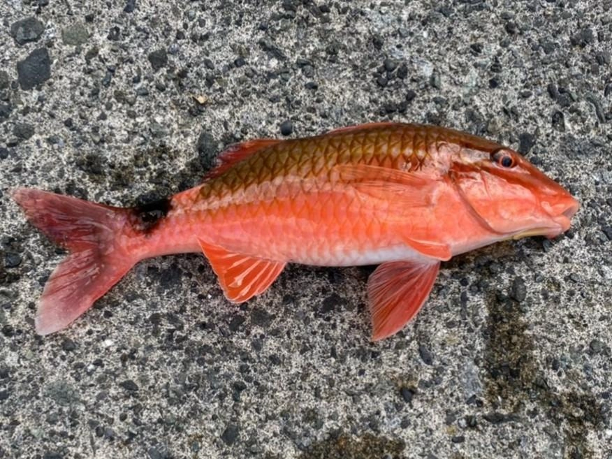 良型の「オジサン」が反転カゴで釣れました！