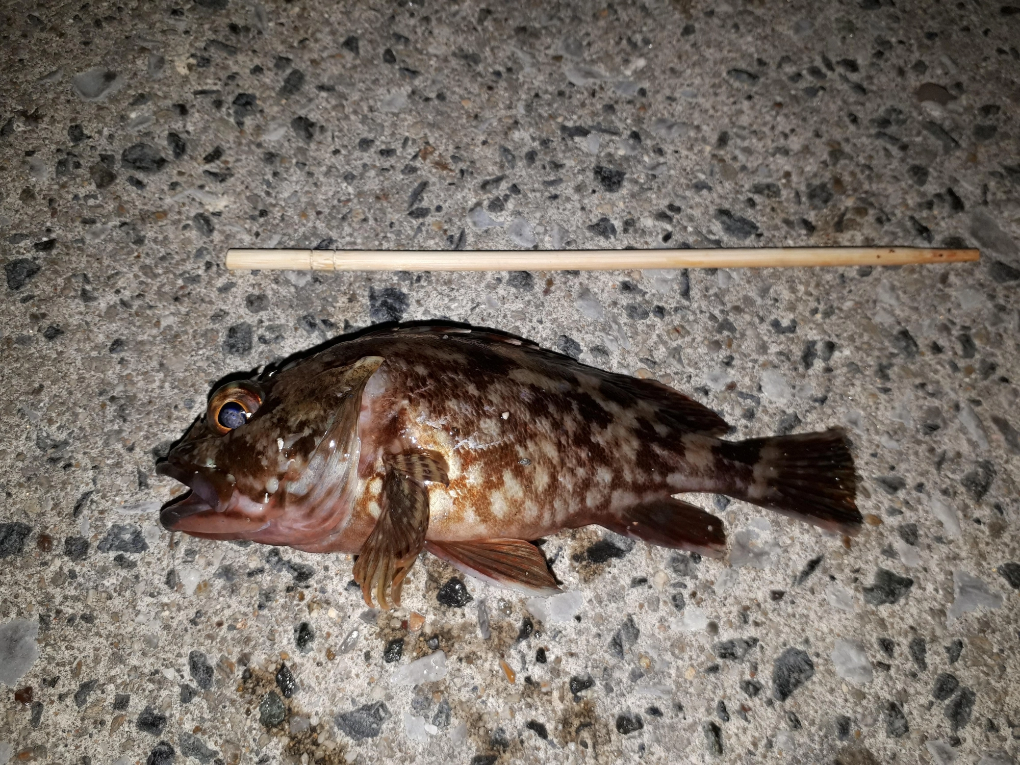 浮きがブルブルっと沈んでいき、「ん？これは重たいぞ」と上がってきたのが真ん丸のタケノコメバルちゃん