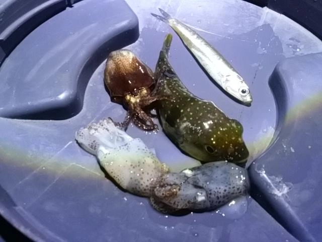 色々ゲット