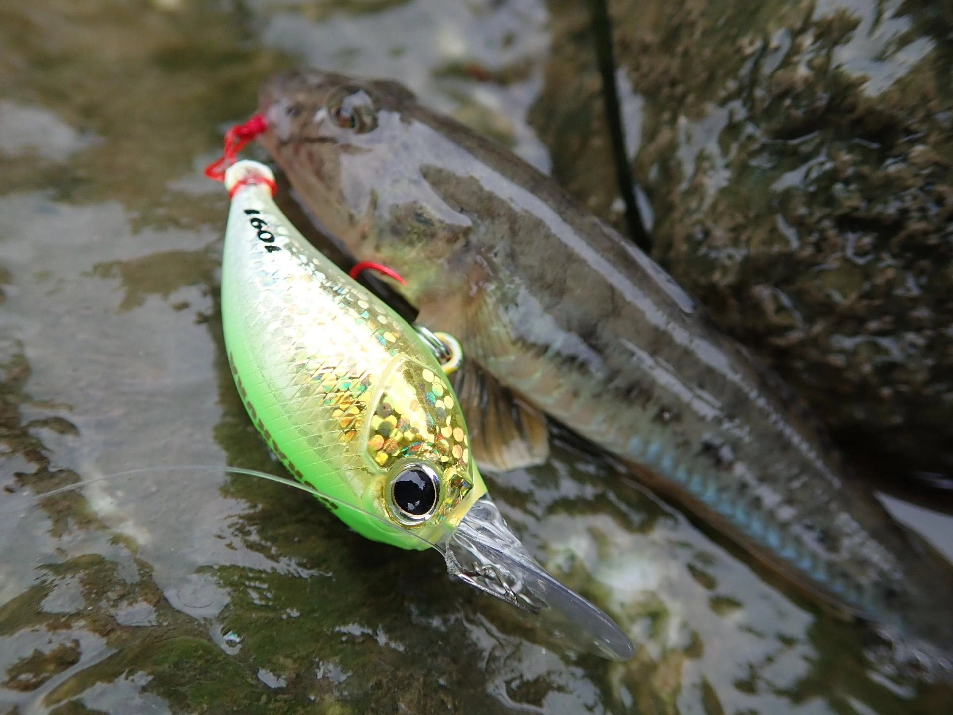 DUOさんのKURAKURA、1091カラー「とうもろこし」。濁った水質でもゴールドとグローでしっかりとハイアピール！濁りの強いポイントでもバイトを多数得られました。