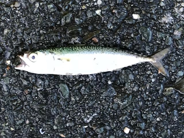 極小のバイブレーションで釣れました！