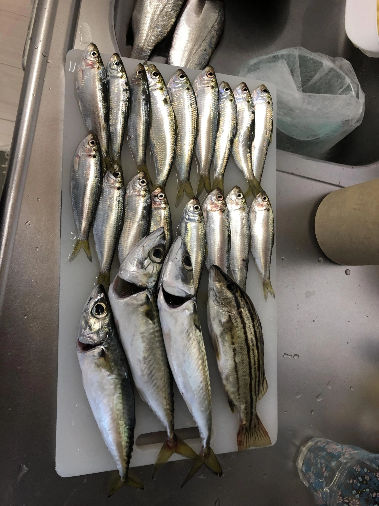 サビキにサバが、食ってきまして仕掛けをやられました。