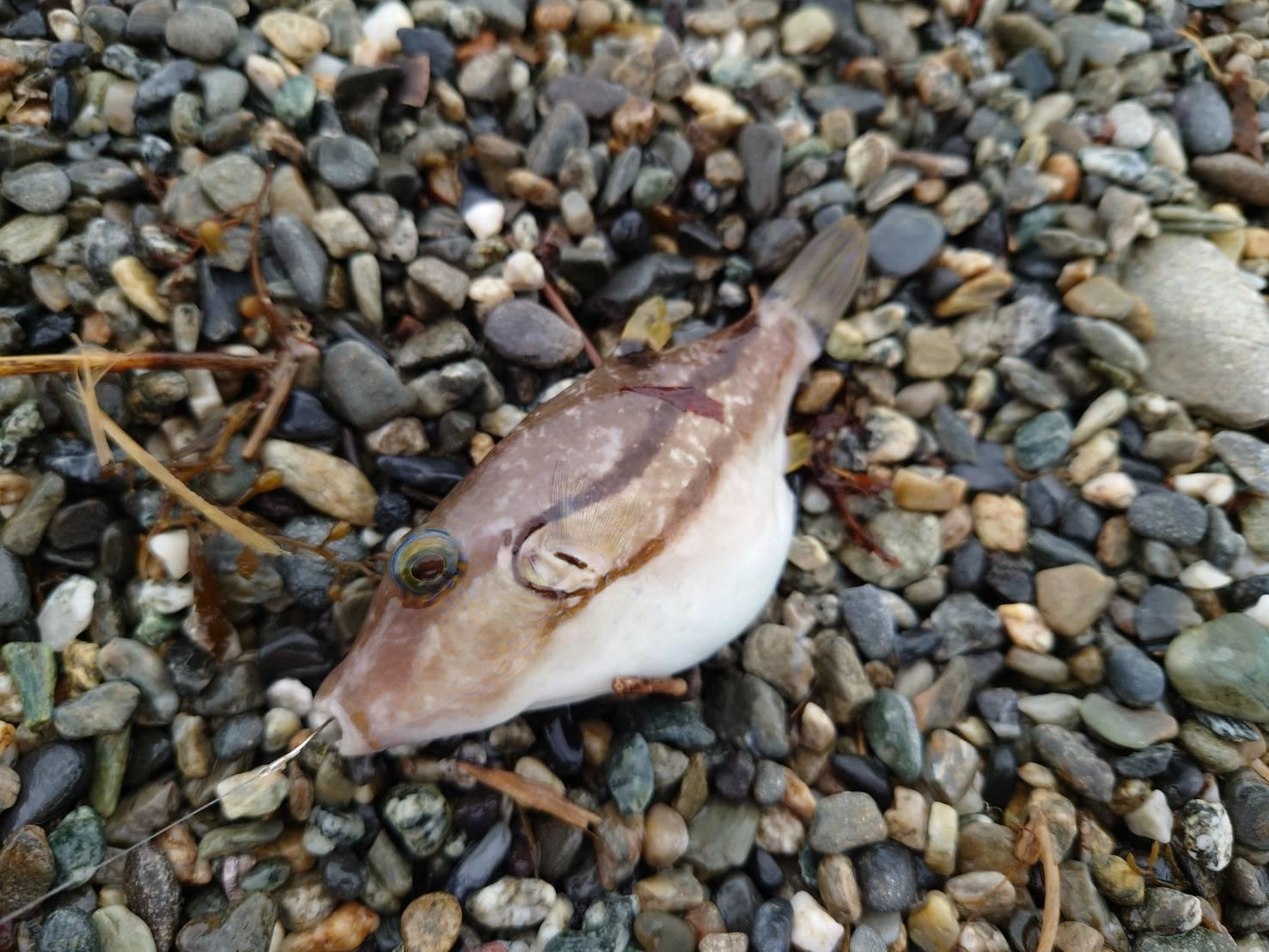 毒魚です。キタマクラを触ったらしっかりと手を洗って下さい。